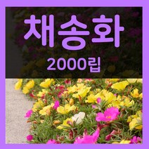꽃씨몰 꽃씨 봄 파종 여름꽃씨 가을 노지월동 다년생 야생화 양귀비 종자 꽃씨앗, 5.채송화 2000립(1~2년생)