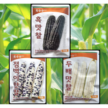 찰옥수수씨앗 팜한농 흑찰옥수수 흰찰옥수수 점백이옥수수 팜한농, 1 흑찰옥수수100립