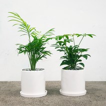 사무실식물 똑똑한 구매 방법