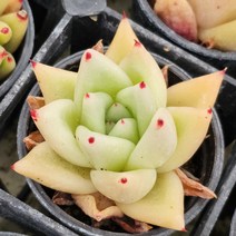 [올식스] 애니콜, 1개