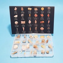 고생물학 화석 표본 종합세트(24종)