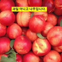 묘목/천도 복숭아나무(신비)/접목1년/3주 CH038, 1개