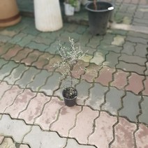 식물공장 마오리코로키아코트니스타 40~60cm 159 고로키아 소포라 호주야생화