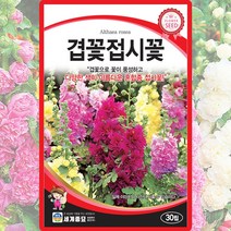 겹꽃 접시꽃 씨앗 접시꽃 씨 종자 30립, 단품