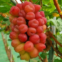 경산 마이하트포도 캔디포도 루비로망 2kg, 10월16일 수확발송 2kg(2~4수)