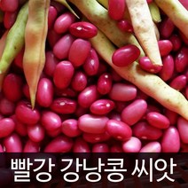 빨강 강낭콩 씨앗 빨간강낭콩씨앗 콩 bean seed 60알