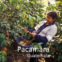 [위트러스트] 과테말라 쿠치나레 파카마라 500g Guatemala Pacamara, 핸드드립