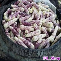 ForU671 강원도 냉동찐찰옥수수 10개 10입 2kg 강냉이 냉동 간식 통조림 옥수수, 상세페이지 참조