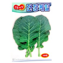 녹즙케일씨앗 1000알 캐일 녹즙용 케일 씨앗