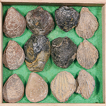 (JLS) 조개 화석표본 12개셋트 (초등4학년교과물품)