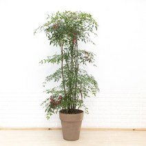 화수분 실내공기정화식물 대형 남천 이태리토분 사계절나무 특대품