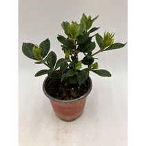 [박씨농원] 꽃치자/소품/하얀꽃 향기가득, 1개