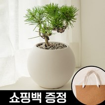 고급스러운 명품 소나무분재 해송[쇼핑백증정], 해송 프리미엄 특대형[40-50년]