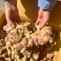 패밀리농산물 영주 햇생강 특상품 흙생강 세척생강, 영주 특품 생강, 1kg, 1개