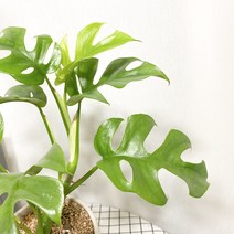 히메몬스테라 독일토분세트(화이트), 히메몬스테라 독일토분세트(받침X)