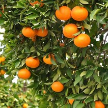 기타 국내산 제주 황금향 3kg(소과/23~30과), 상세페이지참조