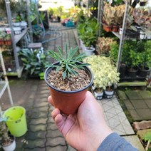 무배특가 인기선인장 괴마옥 소품 10-25cm 35