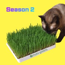 [캣닢티백] [시즌2] 뮤토 점보 캣그라스 생화 (대용량) 고양이 풀 강아지 풀 도그그라스, 귀리