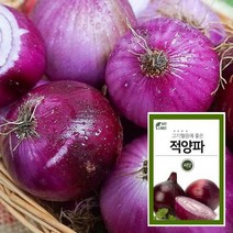 마이플랜트 적토마양파 적양파 씨앗 채소 야채 텃밭