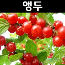 점보앵두/대과종 나무 묘목 접목2년 분묘 1개/유실수/과수