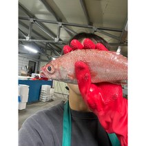 최고급 생선 금태 1kg4~5미, 1kg(4~5미)