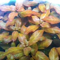 [상상수족관] 페레니스 다이아몬드 / 구피 새우 어항, 3촉