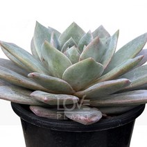 [꽃사랑식물나라] 독일샴페인(중품) 다육이 공기정화식물 식물이야기 화분, 1개