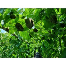 하늘마 열매마 넝쿨마 우주마 1kg 2kg 3kg 종자용판매(식용 가능), 하늘마/열매마 종자용(식용가능) 1kg