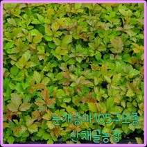 e쉬운새싹채소 모종이야기 눈개승마 모종 / 삼나물모종 105구모종판/ 발송중