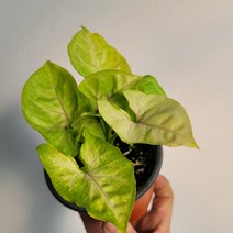 무배특가 네온싱고니움 옐로우 싱고 10-25cm 45