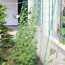 오이 그물망 고추망 원예 정원 식물 지지 넝쿨망 호박망 유인망 덩쿨 가든네트 그물 3.6x1.8