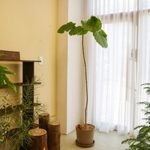 키우기 쉬운 카페식물 휘커스 움베르타 대형화분, 당일 퀵배송 변경(경기수도권), 휘커스 움베르타 대형(2m)