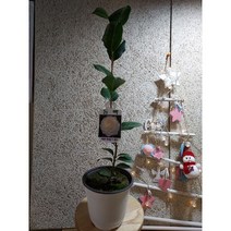 흰색 동백 백색 흰색꽃 중품 기본화분15x14