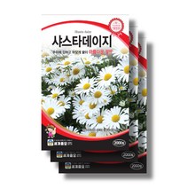 샤스타 데이지 씨앗 2000립 꽃씨앗 야생화 다년생꽃, 8봉