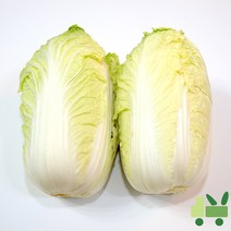 사라상회 알배기배추 (쌈배추) 8Kg (특)