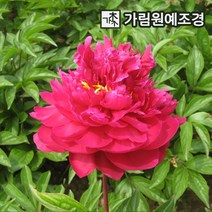 작약 왜성향수작약 숙근 12종 모음 2023년 신상품 가림원예조경, 개량작약:홍연정휘, 1개