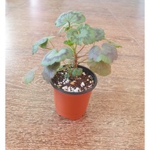 빌드베른로즈 제라늄