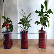 GnJ 실내수경식물 수중식물 수생식물 수경재배 수경재배식물 집안식물 주방식물 음지수경식물 율마수경재배 ^ ju!na@, ※­선택:새싹마늘수경재배-1종▣