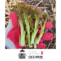 강원도 정선 고랭지 눈개승마 삼나물 1kg / 산지직송 직접 재배 강원도 특산물, 1개