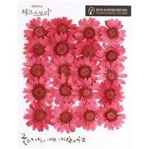 체크스토리 압화꽃송이 마가렛 B, 와인