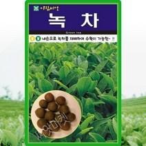 녹차씨 10립 가정원예용 으로 당뇨 항암 긴질환 체중감량 좋은 녹차씨앗 민속채소종자, 단품