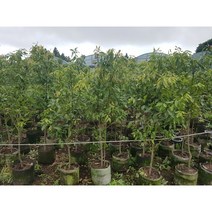 육계나무(계피나무)9년생1주