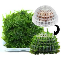 [바보사랑] 무결점 미니삼각 모스+모스돔 1개 세트