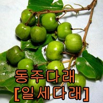 크렌베리묘목 포트묘3그루 유실수 꽃나무 나무묘목, 동주다래포트묘2주
