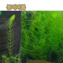 붕어마름 초보수초 5촉