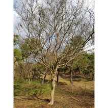 배롱나무(백일홍) R15 판매, 1개