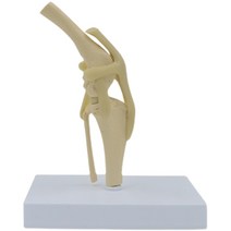 강아지뼈모형 개뼈 수의학과 수업 모델 수의사 골조, 개 무릎 관절 16.5x12.5x19cm