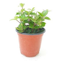 아몬드페페(소) 실내공기정화식물 공기청정식물아몬드페페 아몬드페페키우기 집에서키우는식물 집에서키우기쉬운식물 그늘에서잘자라는식물 음지식물 홈가드닝 실내공기정화식물 공기청정식물 집이건조할때 습도올리기 가습식물 인테리어식물 자연가습기, 쿠팡 본상품선택