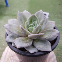 다육세상 다육이 독일샴페인 중품