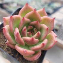 다육식물(가르시아)9 랜덤, 1개